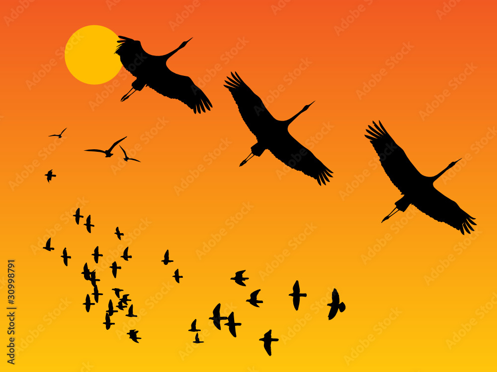 Fototapeta premium Group of birds on sunset, vector illustratio