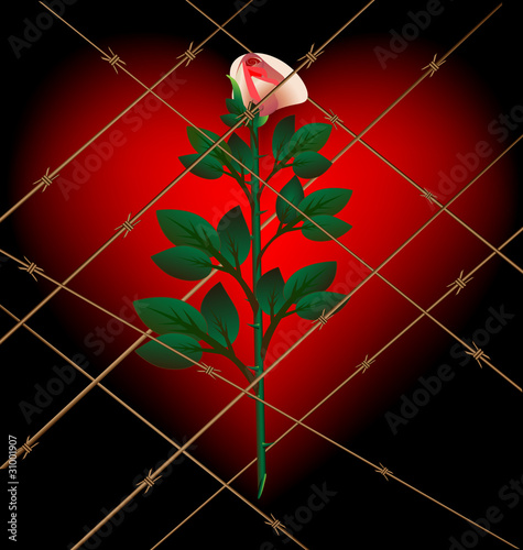 rose and lattice