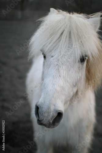 white horse face