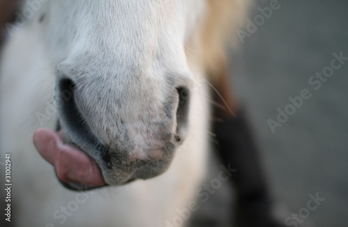 white horse tongue
