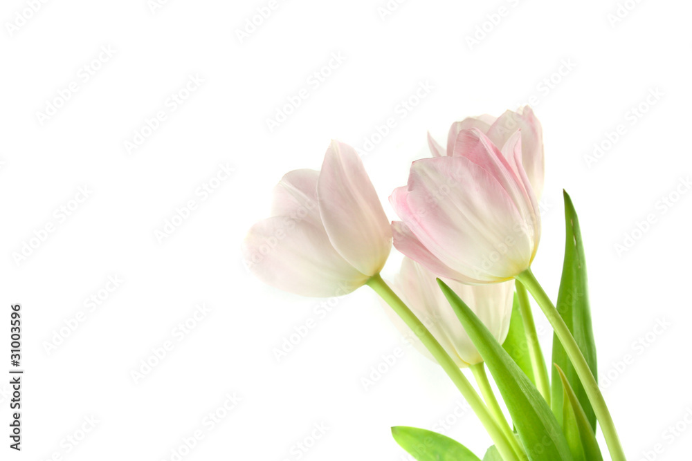 tulpen tulpen