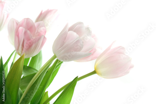 tulpen