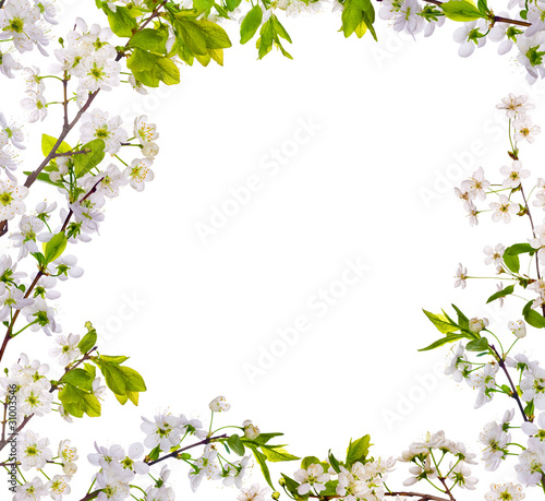 cherry-tree flowers isolated frame