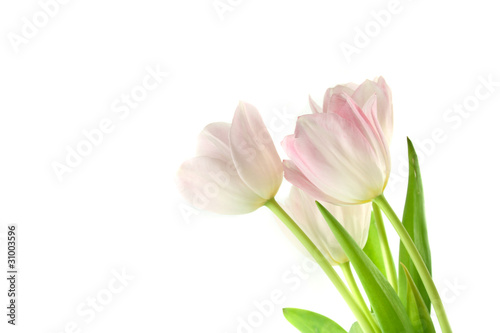 tulpen © fotograf-halle.com