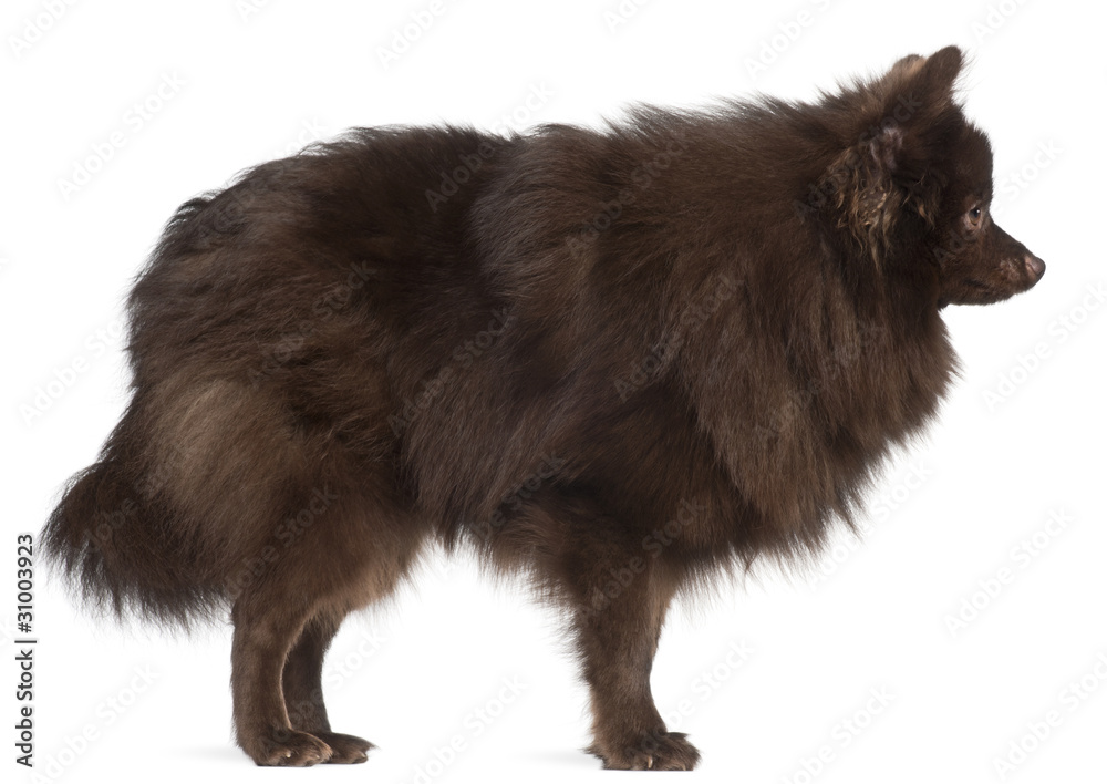 Profile of brown spitz standing in front of white background Profile of brown spitz standing in front of white background