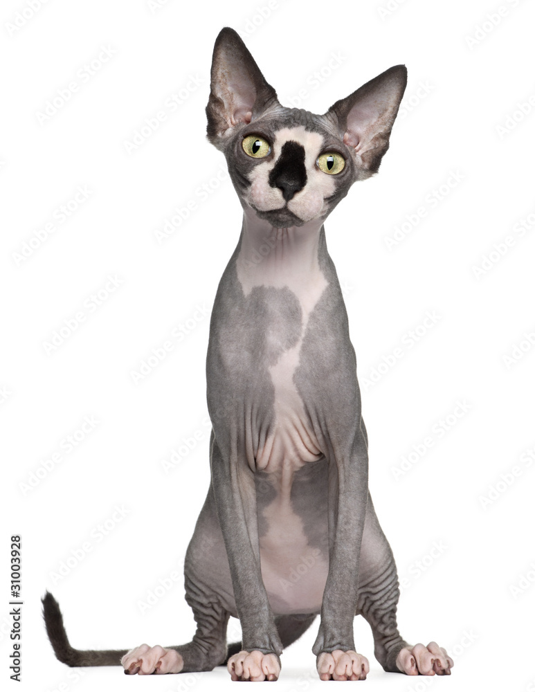 Sphynx cat, 8 months old, sitting in front of white background