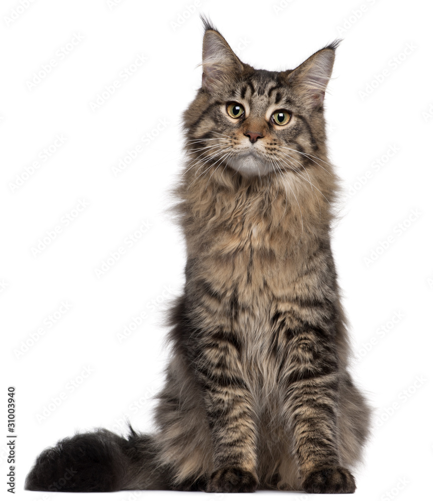 Maine Coon cat, 7 months old, sitting