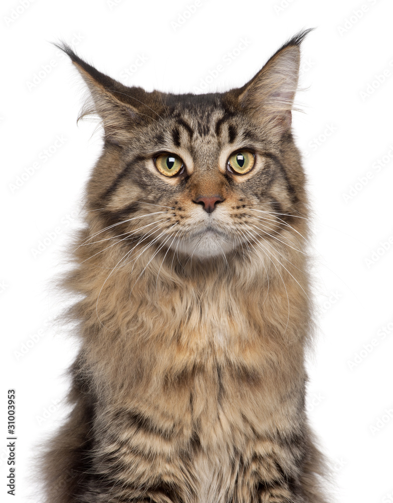 Close-up of Maine Coon cat, 7 months old