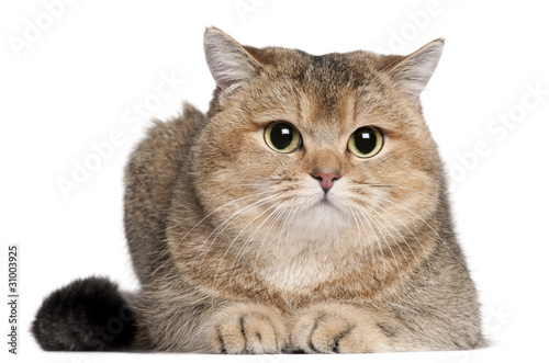 Fototapeta Naklejka Na Ścianę i Meble -  British Shorthair cat, 2 years old, lying