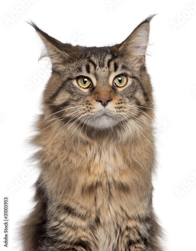 Fototapeta Naklejka Na Ścianę i Meble -  Close-up of Maine Coon cat, 7 months old