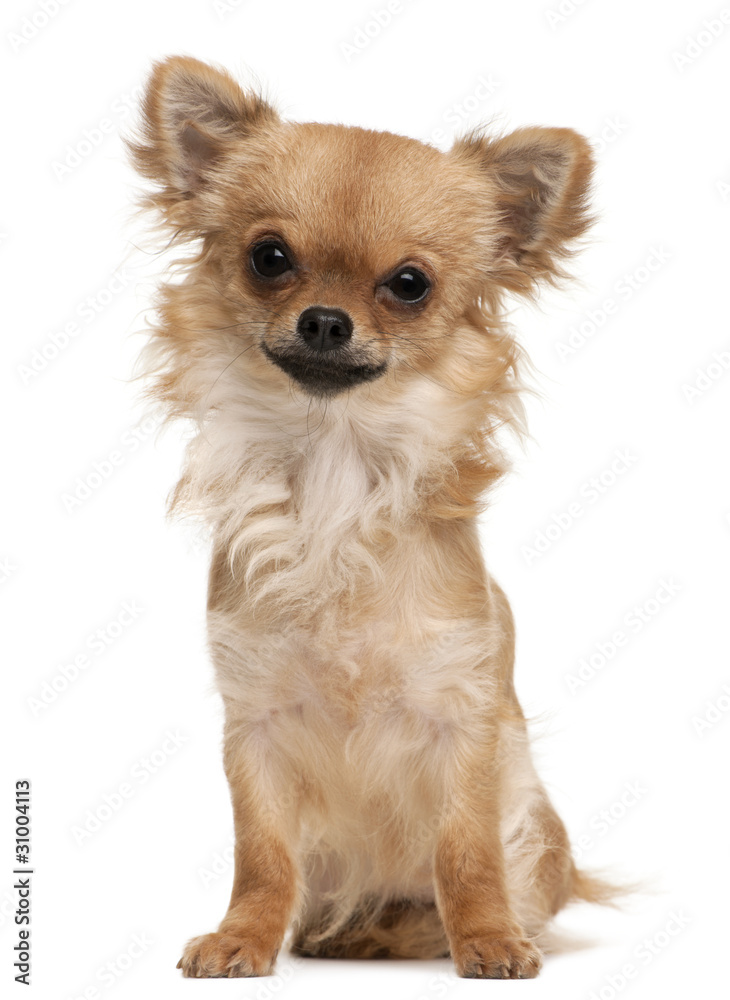 Chihuahua sitting in front of white background Chihuahua sitting in front of white background