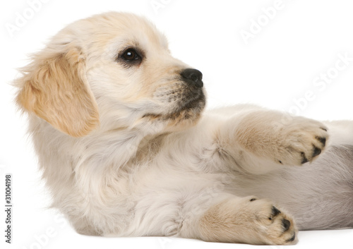 Golden Retriever puppy, 20 weeks old, lying