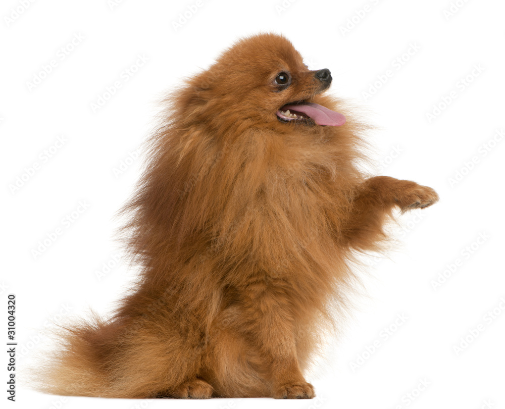 Spitz, 3 years old, with paw up in front of white background
