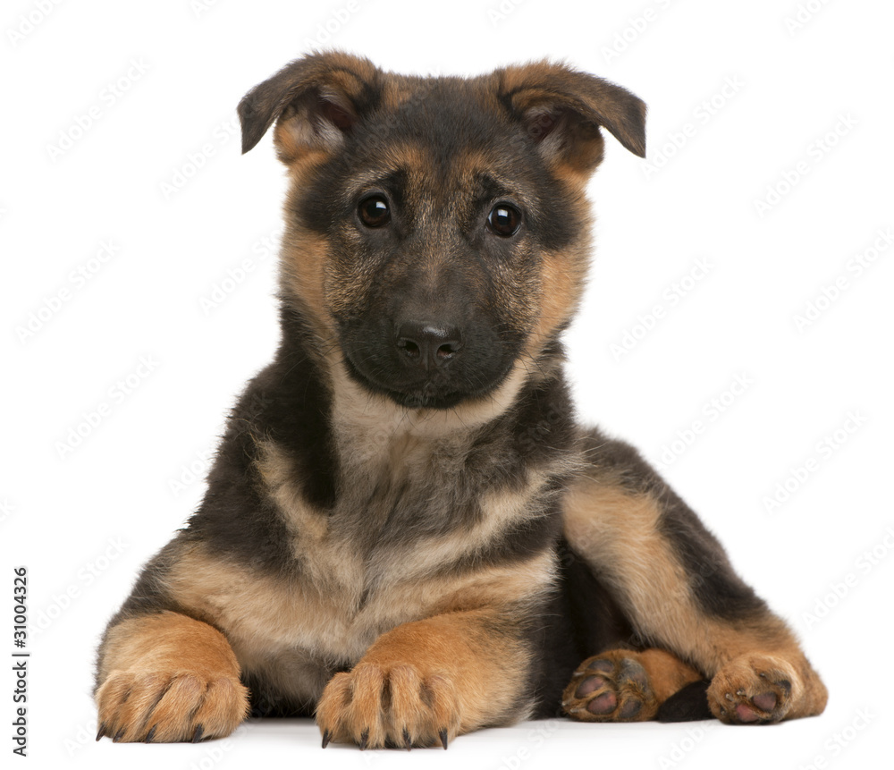 German Shepherd puppy, 3 months old, lying German Shepherd puppy, 3 months old, lying