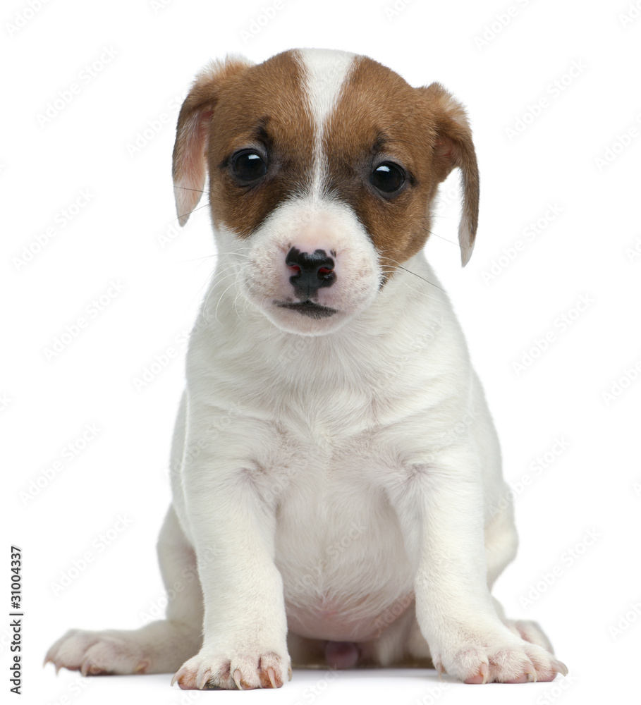 Jack Russell Terrier puppy, 7 weeks old, sitting