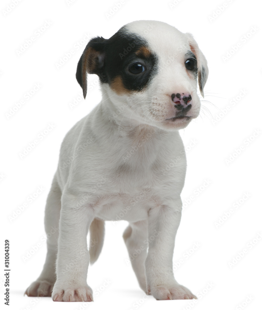 Jack Russell Terrier puppy, 7 weeks old, standing