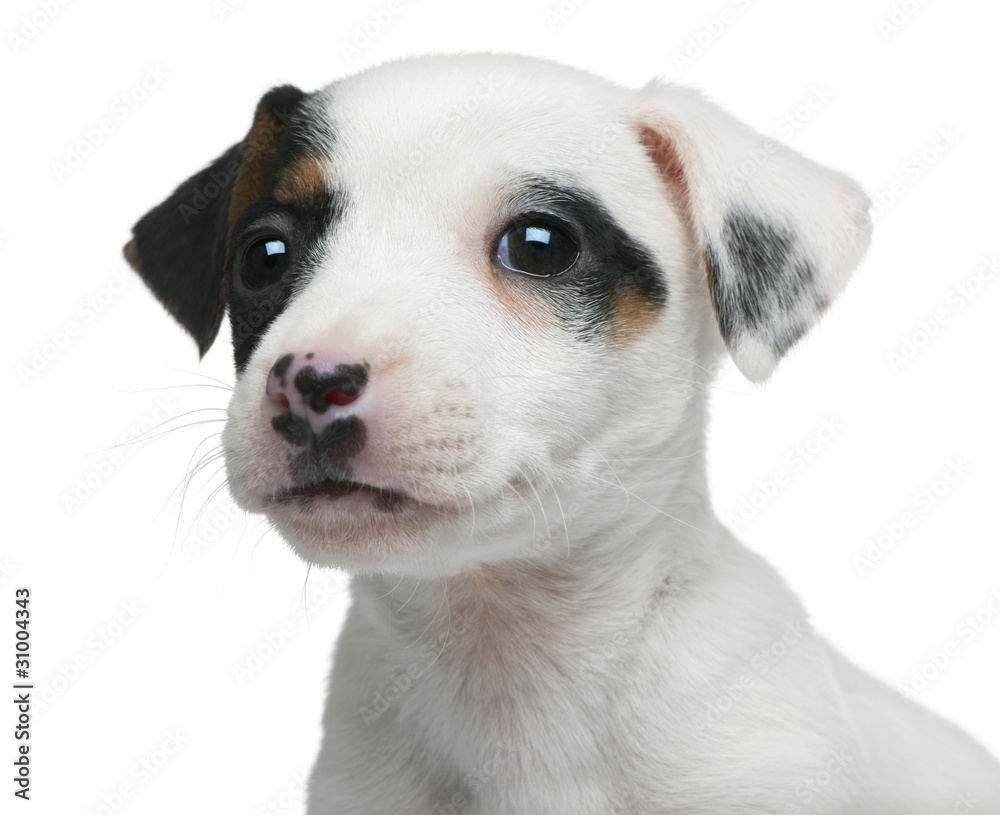 Close-up of Jack Russell Terrier puppy, 7 weeks old