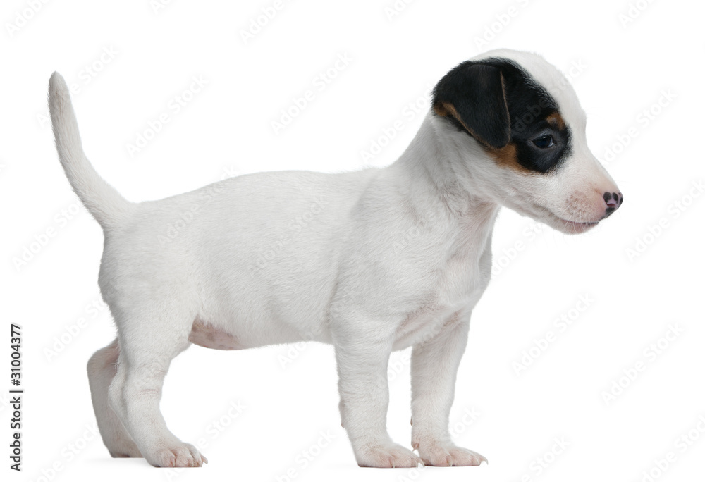 Jack Russell Terrier puppy, 7 weeks old, standing