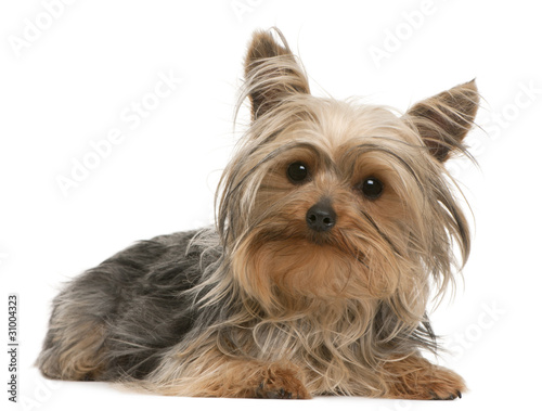 Yorkshire Terrier, 1 year old, lying