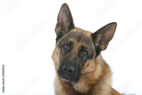 Fotografi air triste du berger allemand - german shepherd dog sad