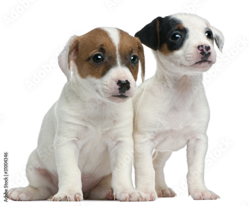 Jack Russell Terrier puppies  7 weeks old  sitting