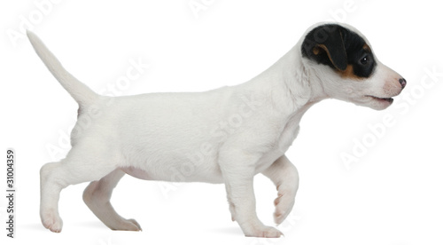 Jack Russell Terrier puppy  7 weeks old  walking