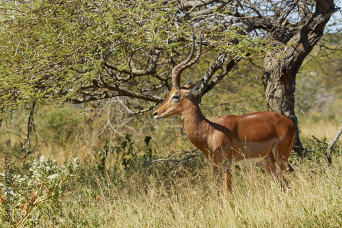 Impala Ram