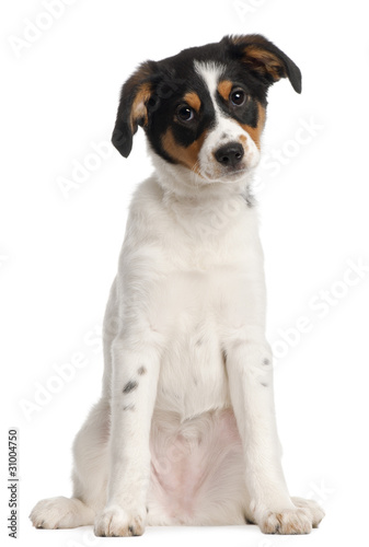 Mixed-breed puppy, 2 and a half months old, sitting
