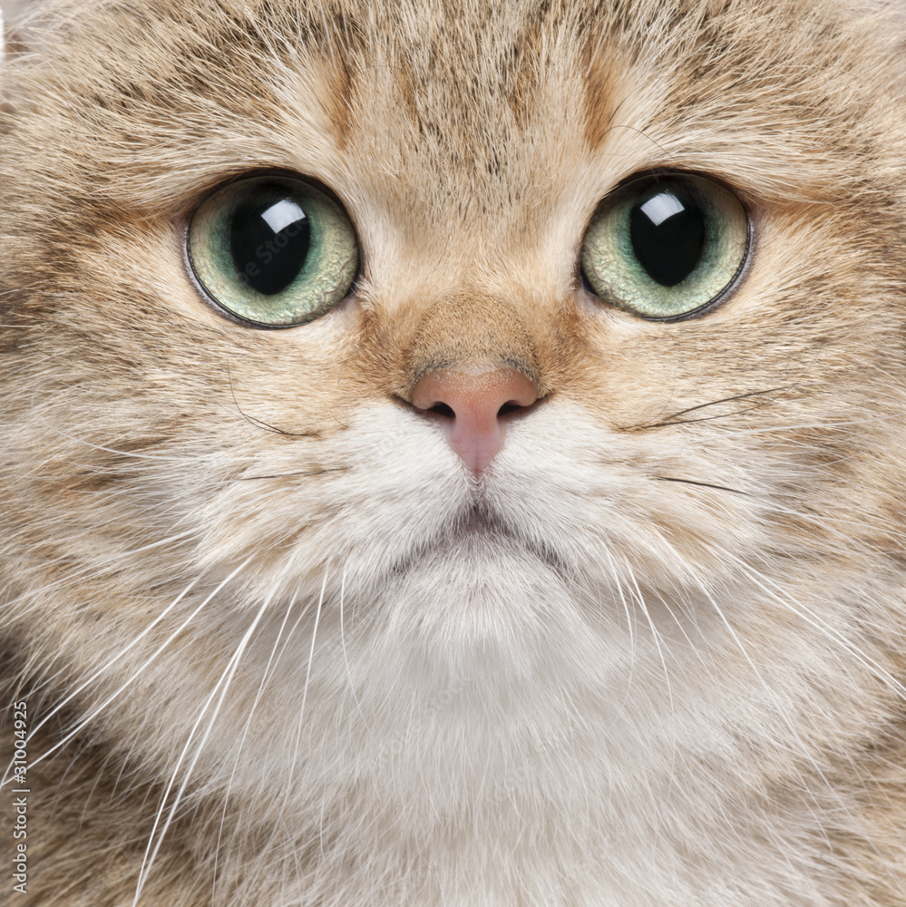 Close-up of British Shorthair cat, 2 years old
