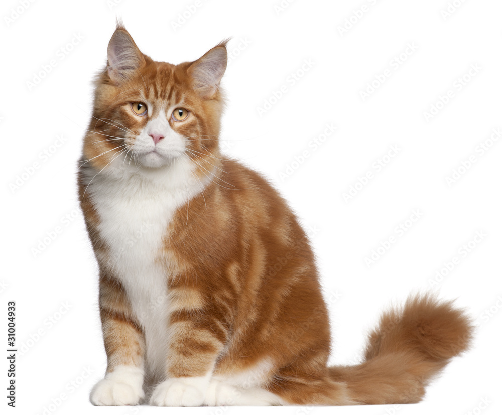 Maine Coon cat, 6 months old, sitting in front of white backgrou