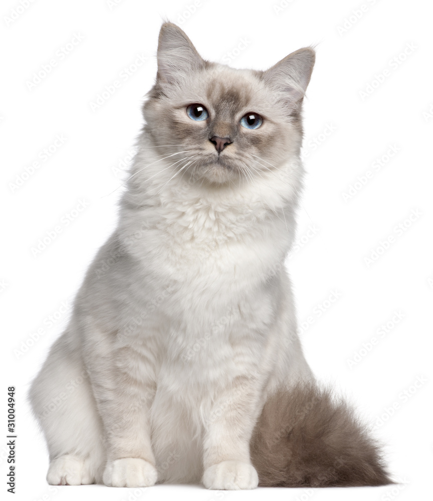 Birman cat, 9 months old, sitting in front of white background
