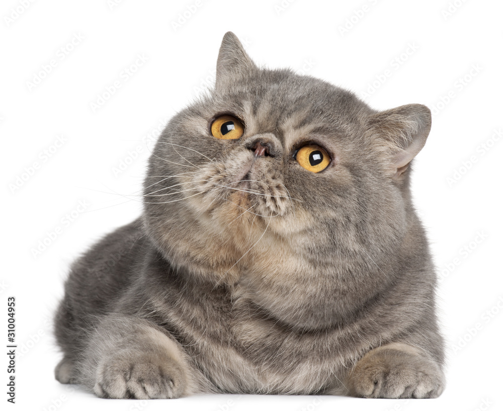 Exotic Shorthair cat, 3 years old, lying Exotic Shorthair cat, 3 years old, lying
