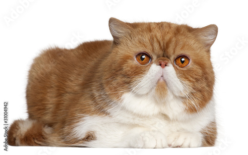 Fototapeta Naklejka Na Ścianę i Meble -  Exotic Shorthair cat, 2 and a half years old, lying