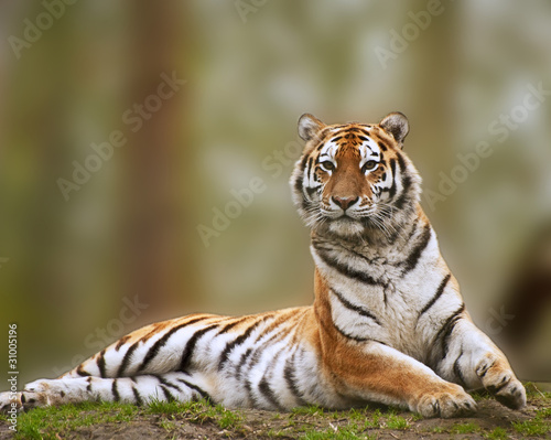 Alert Siberian tiger responds to loud noise