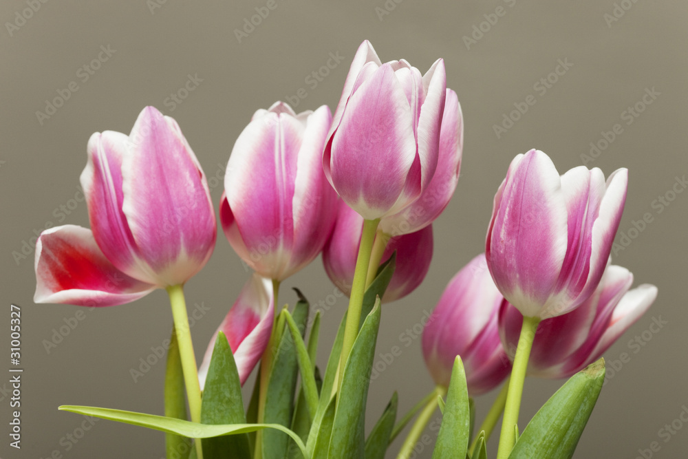 Fototapeta premium tulipes