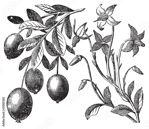 Cranberry vintage engraving