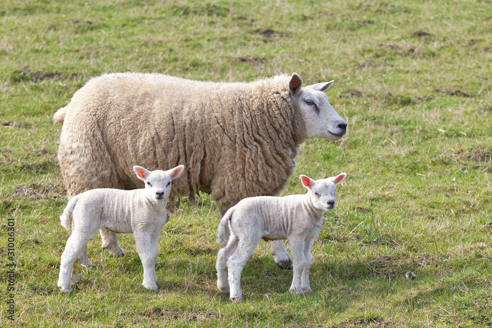 Obraz premium ewe and twin lambs