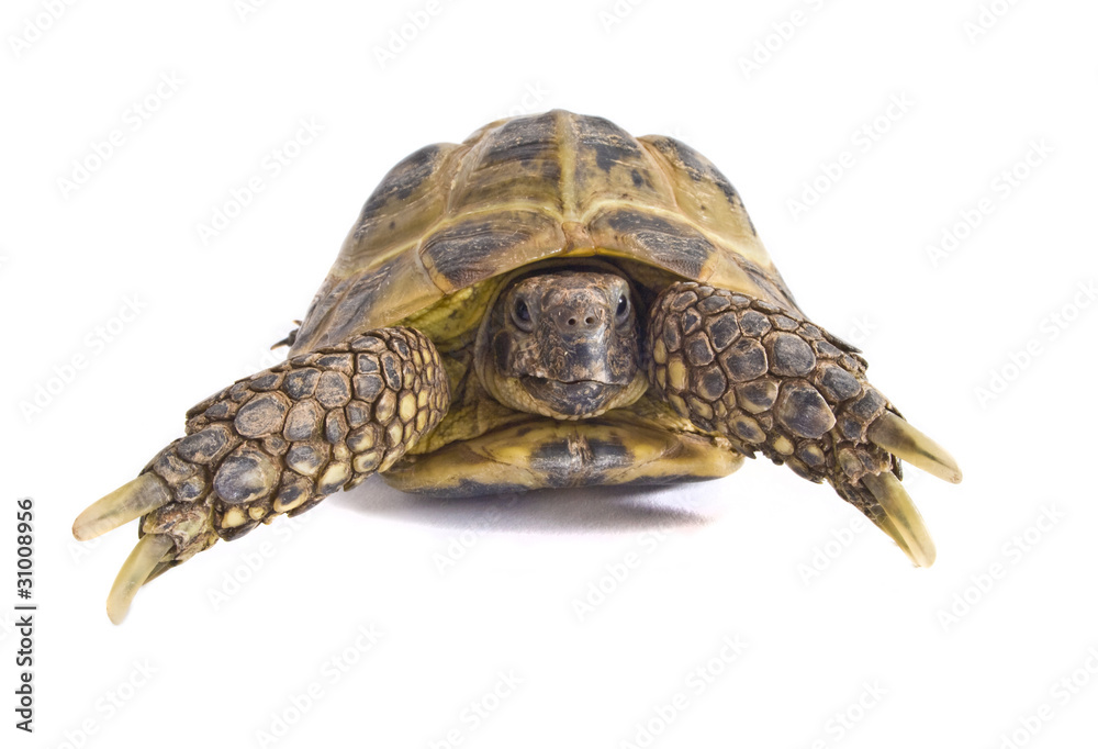 Obraz premium Tortoise on white 1