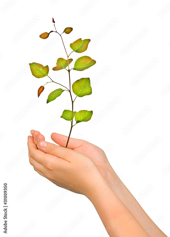 Sapling in palms as a symbol of nature protection Sapling in palms as a symbol of nature protection