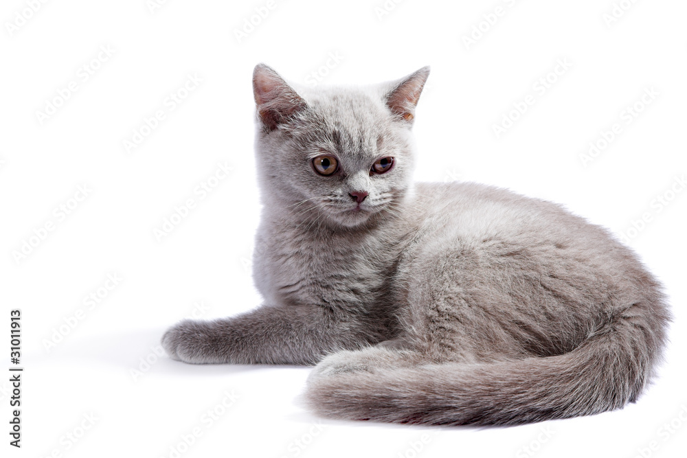 Fototapeta premium British kitten