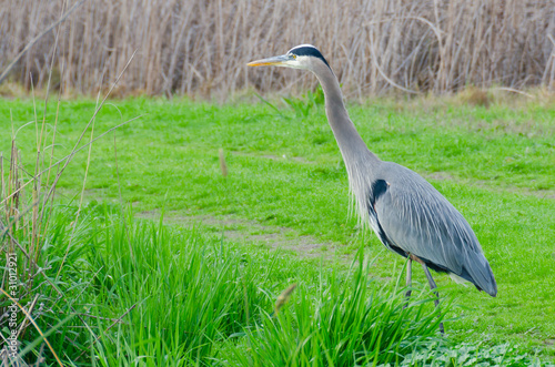 Migrating Bird photo
