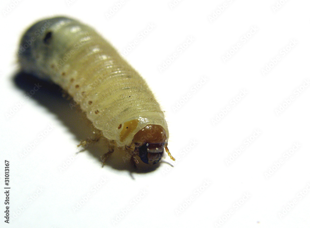 Raupe Raupe