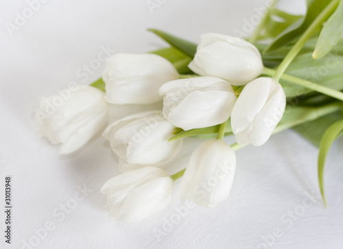 les tulipes sur fond blanc