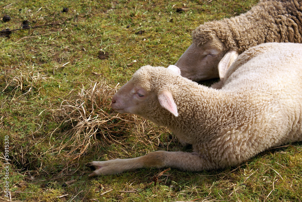 Naklejka premium Schafe