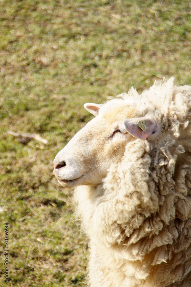 Fototapeta premium Schaf