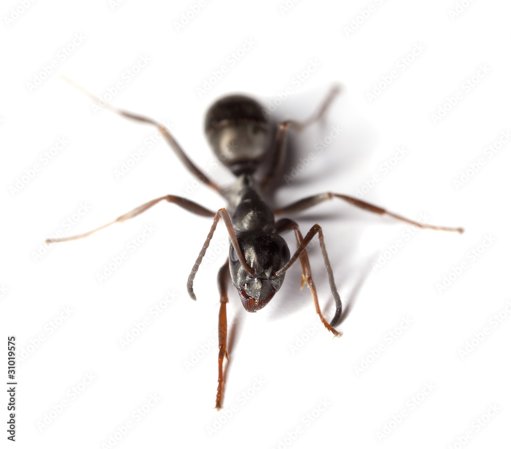 Black garden ant (Lasius niger) isolated on white background Black garden ant (Lasius niger) isolated on white background