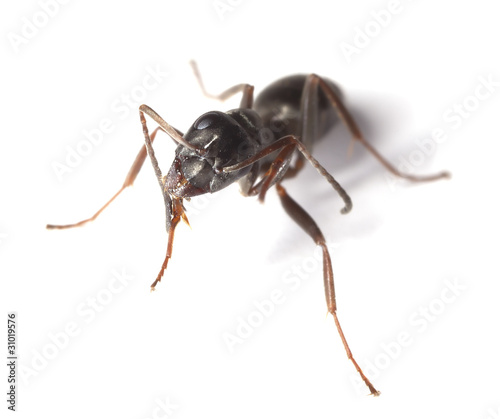 Black garden ant (Lasius niger) isolated on white background © Henrik Larsson