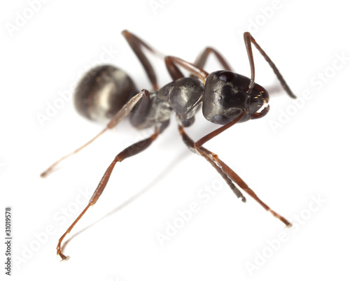 Black garden ant (Lasius niger) isolated on white background