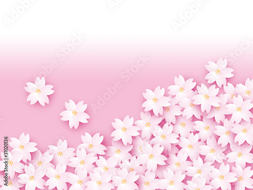 sakura2