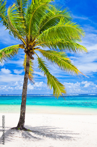 Fototapeta Naklejka Na Ścianę i Meble -  Single palm tree overlooking amazing lagoon